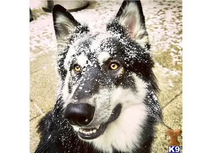 Alaskan Malamute